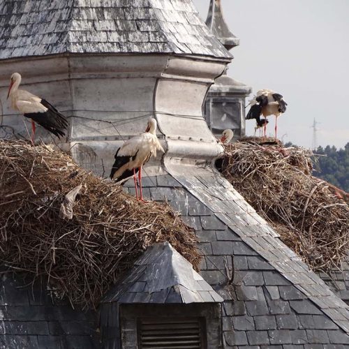 Vistas-Torre-de-Santa-María-60-cigüeñas